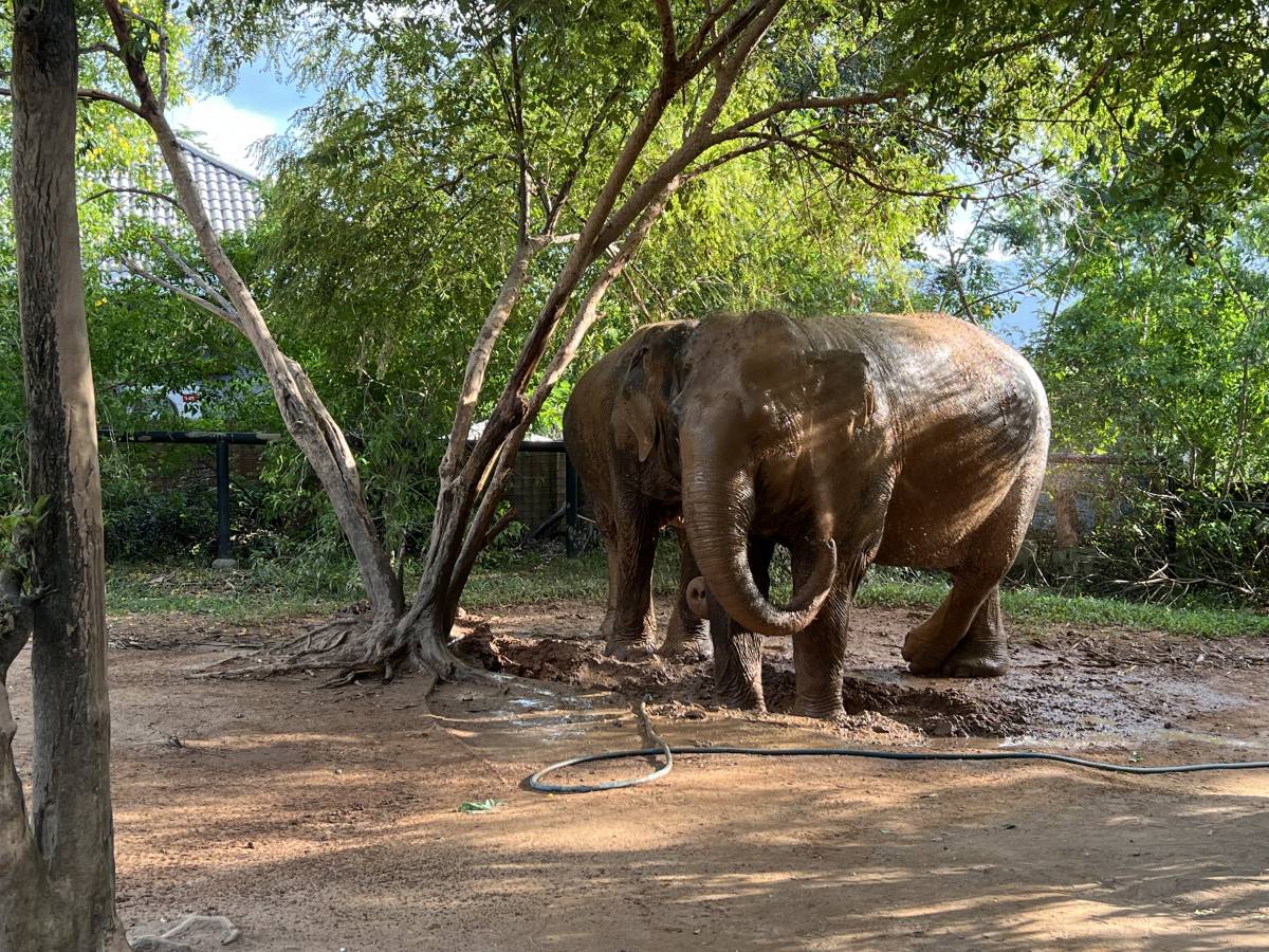 Photo 1 by CHING NEE B. (12/27/25)