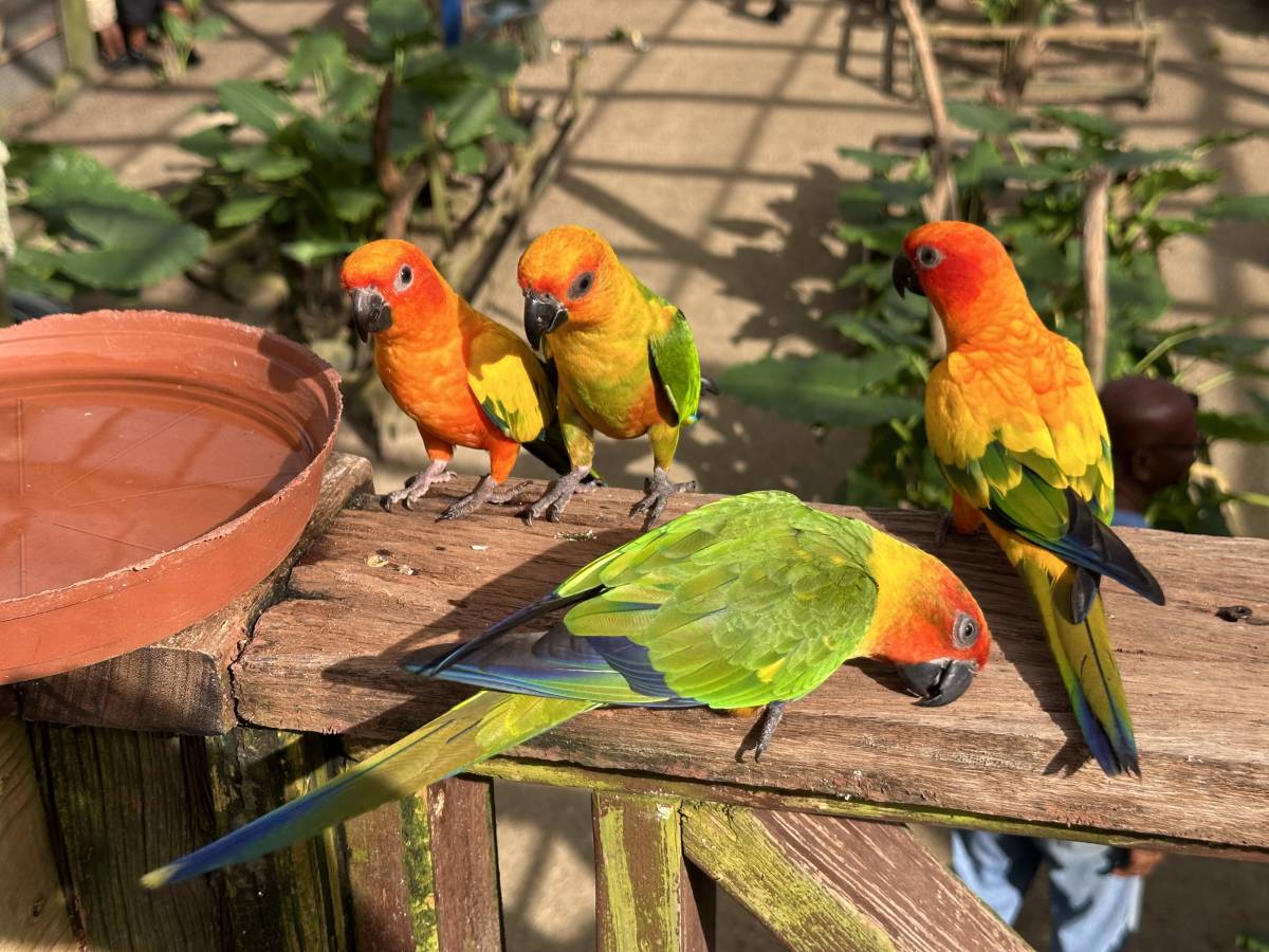 Photo 2 by Filip B. about renting a Chevrolet Spark in Sint Maarten (9/22/24)