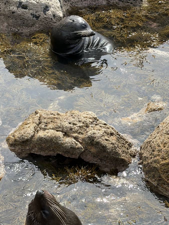 Photo 1 by S M N. (2/9/26)