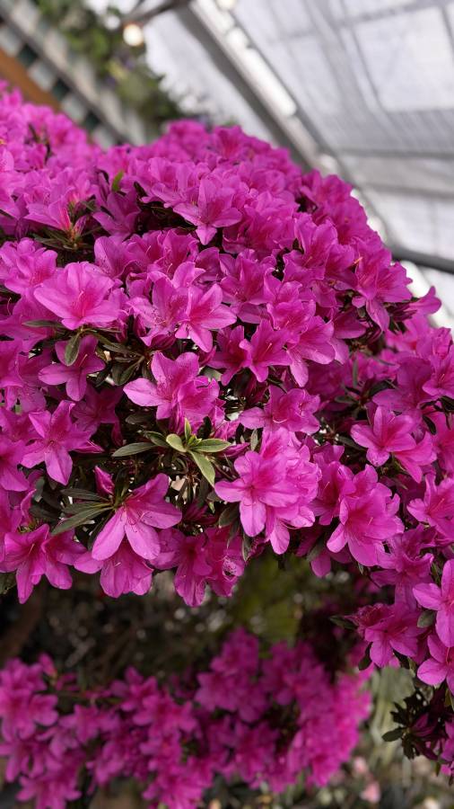 Photo 2 by Mohan S. (4/14/26)