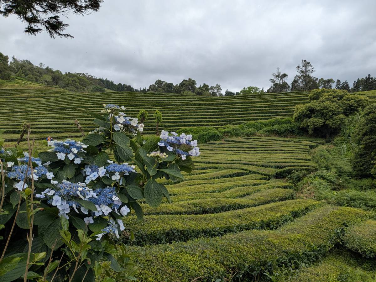 Photo 4 by Trent T. about hiring a Kia Rio in Ponta Delgada (13/07/2025)