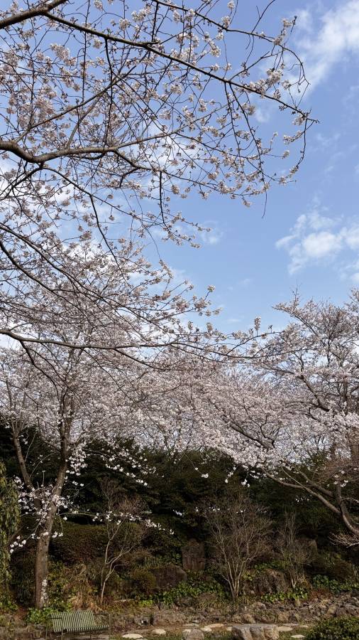 Photo 4 by Mohan S. (4/14/26)