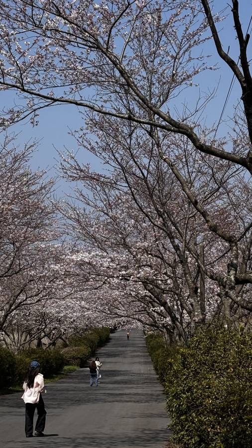 Photo 6 by Mohan S. (4/14/26)