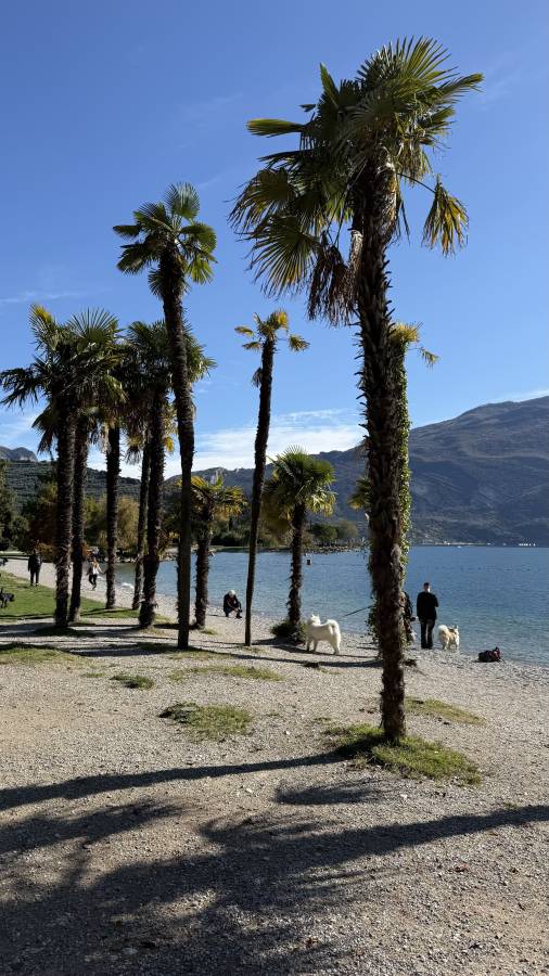 Фото 3 от Maxim C. об аренде Jeep Compass в Милане (01.11.2025)