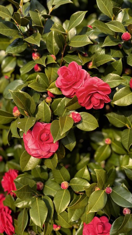 Photo 7 by Mohan S. (4/14/26)