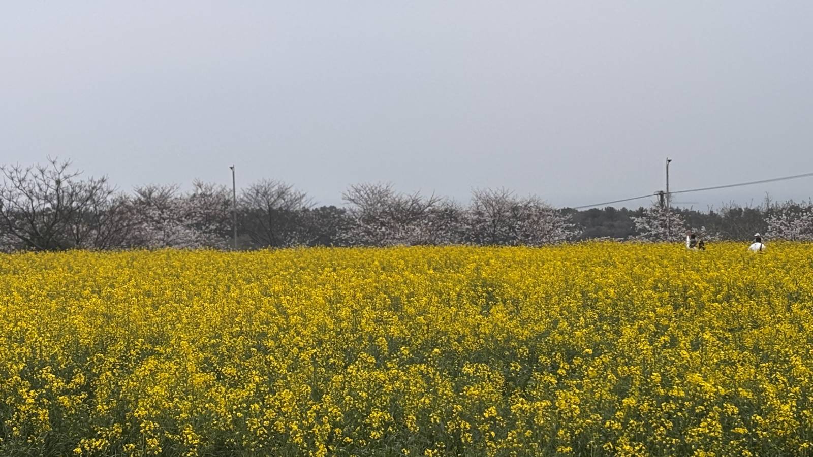 Photo 8 by Mohan S. (4/14/26)