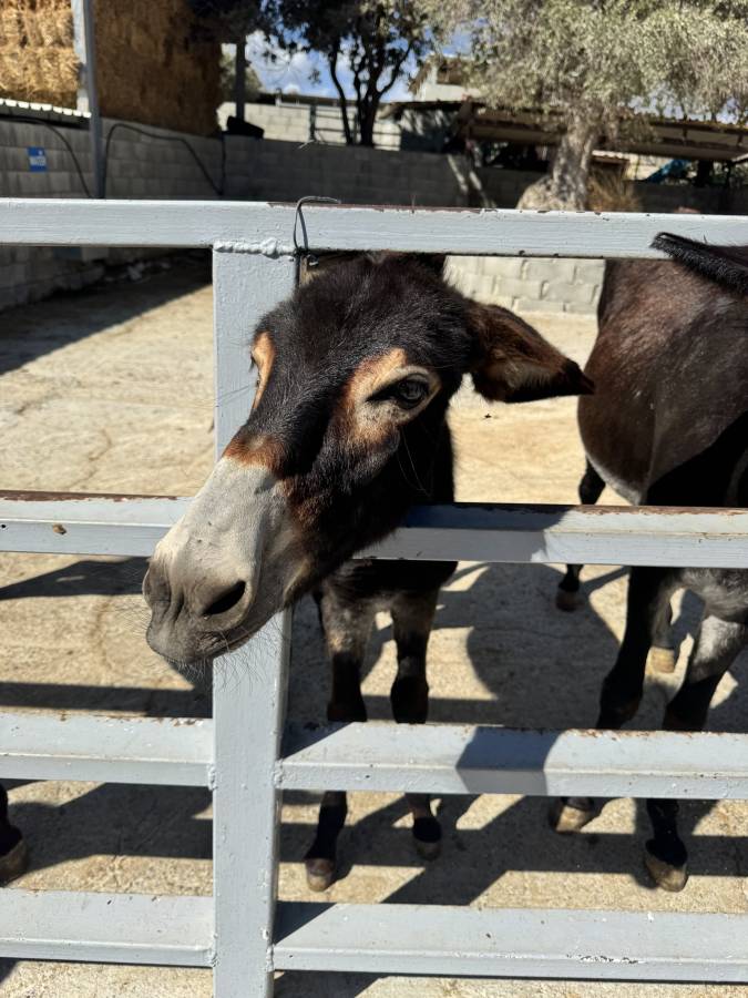 Photo 2 by Arefe A. about hiring a Kia Stonic in Larnaca (29/10/2025)