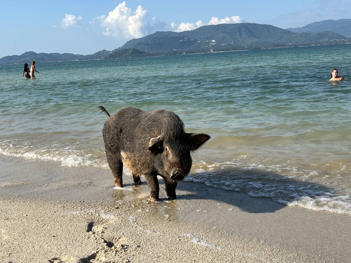 Photo 4 by CHING NEE B. (12/27/25)