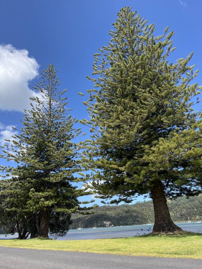 (2025/01/19)のレンタルについて、Kuremi T. による写真 6