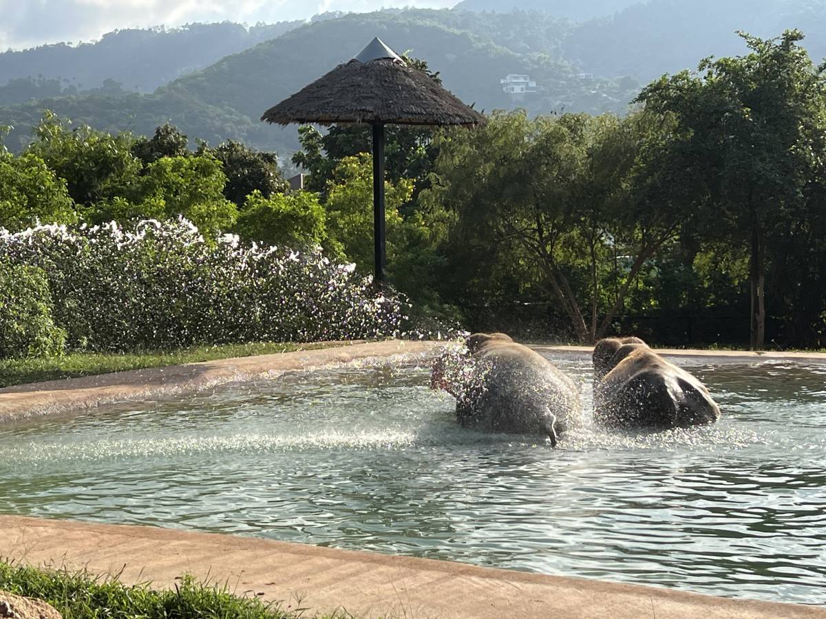 Photo 5 by CHING NEE B. (12/27/25)