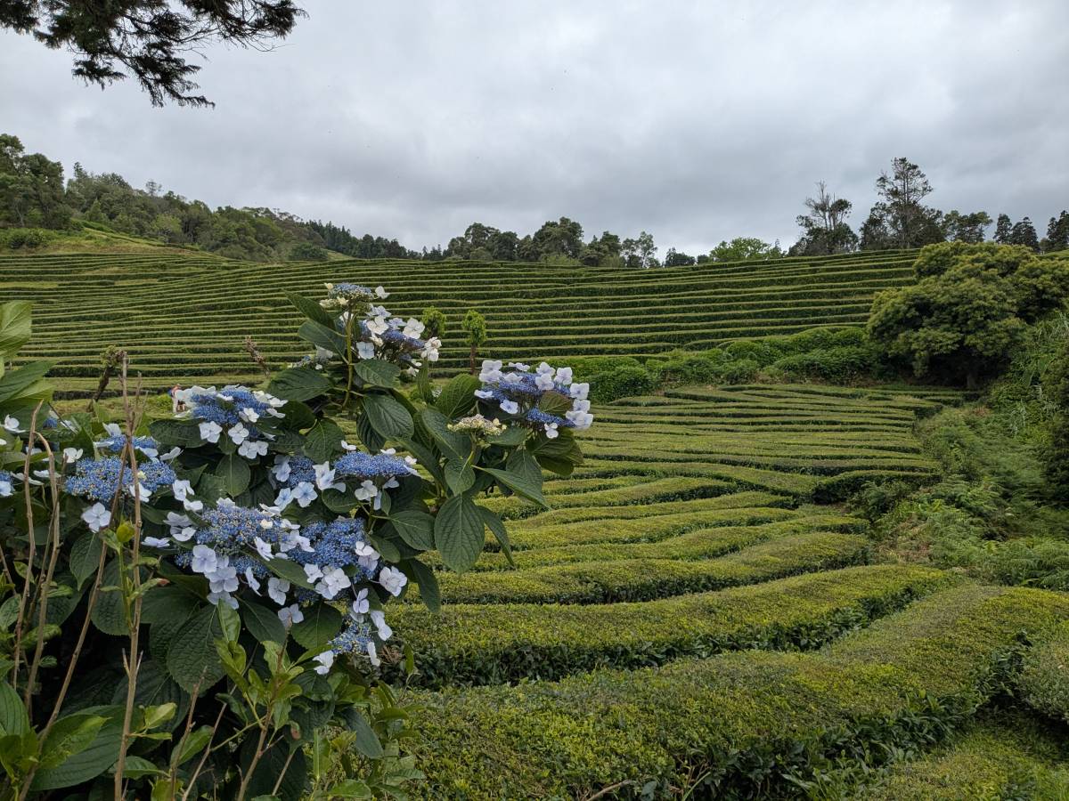 Photo 12 by Trent T. about hiring a Kia Rio in Ponta Delgada (13/07/2025)